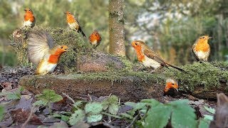 BEST Videos for Cats to Watch  Robin Bird Frenzy and Other Beautiful Birds [upl. by Augustine942]