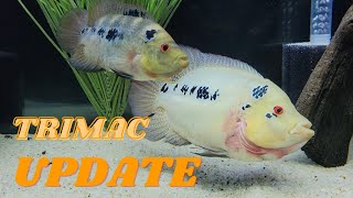 TRIMAC CICHLID UPDATE 72721 quotReintroduced Femalequot [upl. by Yruj767]