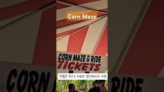 가성비 좋은 Corn Maze [upl. by Hekker]