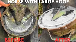 Shire Horse  Hoof Trimming Satisfying Compilation [upl. by Helprin]