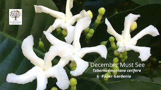 Tabernaemontana cerifera Paper Gardenia  December Must See [upl. by Bodi]