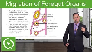 Foregut Organs Omentum amp Mesenteries – Embryology  Lecturio [upl. by Nailij67]