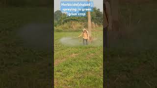 Herbicide spraying in green gram cropfarming annadhaatha [upl. by Thomasa]