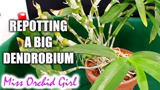 Repotting one of my oldest Orchids  a big Dendrobium [upl. by Ahsya]