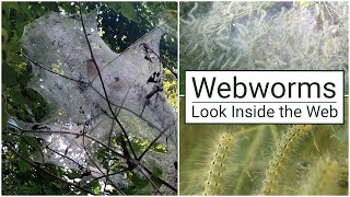 Webworms Look Inside the Web [upl. by Cadell]