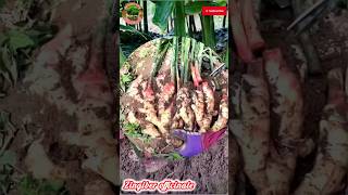 Zingiber officinale Ginger gardening farmer agricultureworld [upl. by Id]