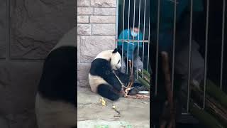 Giant Panda Enjoying Bamboo Symbol of Wildlife Conservation [upl. by Ahsinor]