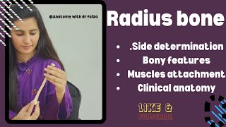 radius bone anatomy 3d  anatomy of radius bone attachments  Anatomywithdrfaiza [upl. by Atteloiv141]