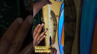 Biggest size Polypterus bichir Endlicherii Senegal fish feeding and growth India 🐠 fish fishvideo [upl. by Metcalf]