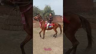 Ertugrul Gazi Tune 💝🐎 shorts ertugrul horse ertugrulghazi [upl. by Masao]