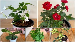 129 Top 5 Common Plants That Can Grow EASILY Even Without Soil at Home [upl. by Maitland]