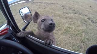 Curious spotted hyena jumps on car  Ngorongoro Crater [upl. by Jerry336]