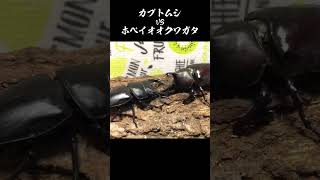 カブトムシvsホペイオオクワガタ [upl. by Emmet131]