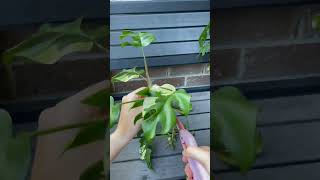 Propagating Variegated Rhaphidophora Tetrasperma indoorplants propagation rareplants [upl. by Nellad501]