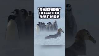 The brave Adélie penguin saves its friends [upl. by Georgette]