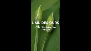 Lail des ours inflorescence en bouton [upl. by Cohdwell]