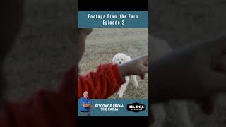 Escape Artist Alert 🐕 Can Charles Contain Clovis on Pol Farm drpol farmdog escape [upl. by Zuckerman]