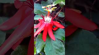 Passion flower Passiflora vitifolia krishnakamal love passiflora anthophile goodvibes life [upl. by Idoux634]