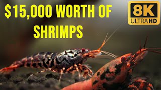 15000 Shrimp Tank A Look Inside the Most Expensive Shrimp Aquarium [upl. by Annohsed316]