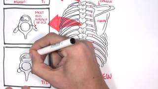 Anatomy Thorax Overview  Ribs Sternal angle Pleura and Pneumothorax [upl. by Ennovaj]