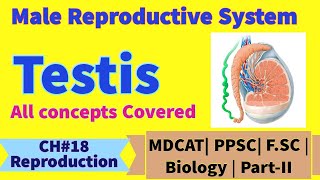 Structure of Human Testis Scrotum Duct System Why testis are outside the human body [upl. by Amata588]