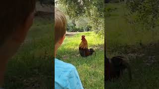 Rooster Crowing 🐓🎵  Chicchirichi  Canto del Gallo [upl. by Ail]