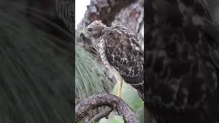 Hawk Talk Baby vs Adult RedShouldered Hawk Calls [upl. by Nowed]