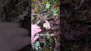 Porcini mushrooms on the Oregon coast foraging mycology mushrooms boletusedulis [upl. by Tak141]