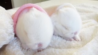 Cute baby bunnies in bunny hideaways [upl. by Deirdre598]