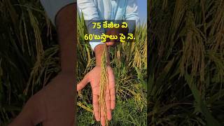 paddy rice ricefarming paddycultivation viral youtubeshort youtuber shorts [upl. by Larkin]