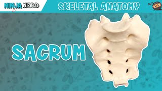 Sacrum Anatomy [upl. by Enecnarf]