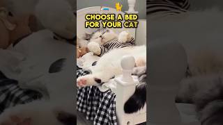 The Best Bed for Your Cat Its NOT What You Think [upl. by Logan]