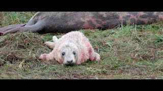 Newborn baby grey seal pup calling  only minutes old [upl. by Ydna579]