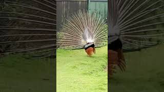 Peacock displaying feathers [upl. by Otsenre386]