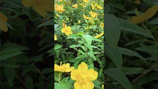 Hypericum Hidcote 🌼 Beautiful yellow Flower 🌼 amazing [upl. by Emawk608]