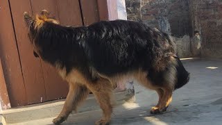 Full Angulation German shepherd female germanshepherd import PritamShepherd [upl. by Asenav]