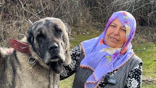 62 YAŞINDAKİ KADIN ÇOBAN VE ESKİ SOY ÇOBAN KÖPEKLERİ  BELGESEL 4K  Dağlardaki Mutluluk [upl. by Amada]