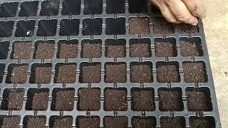 how to grow seed in seedling tray [upl. by Ynaffi]