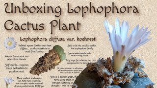 UNBOXING Lophophora diffusa koehresii Cactus  My New Lophophora Cactus [upl. by Gus]