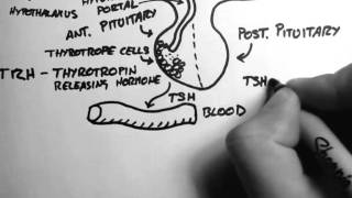 Thyroid Hormone 1  Control [upl. by Regdirb]