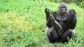 Drills and gorillas at the Detroit Zoo [upl. by Row810]