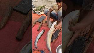 Amazing Wallago Attu Fish Cutting Skills fishcuting shorts [upl. by Kaitlynn]