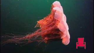 lions mane jellyfish swimming [upl. by Puff132]