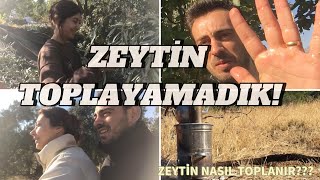 ZEYTİN TOPLADIK  ZEYTİN TARLASINDA BİR GÜN [upl. by Enelram]