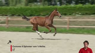 Coach van de Keienlegger Z Cumano x Epleaser vant Heike [upl. by Silvia]