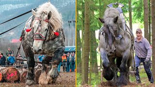 The Strongest Horses In the World Draft Horses [upl. by Haveman]