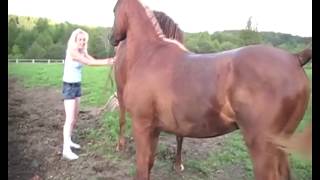 Wild Horse Action at the Salt River by Karen McLain [upl. by Ekyt475]