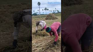 தட்டு கட்டுதல்sorghum cultivationsorghum farmingsorghumharvestingfodderproductiondryfodder [upl. by Akenihs]