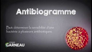 Antibiogramme [upl. by Effie]