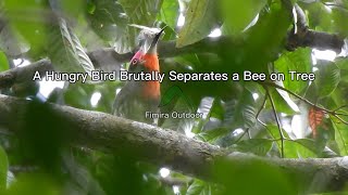 A Hungry Bird Brutally Separates a Bee on Tree  Real Angry Birds [upl. by Macilroy]